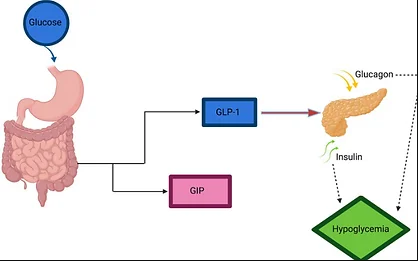 How semaglutide (wegovy, ozempic) works